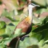 African Jacana AtJJN