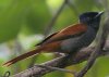 African Paradise Flycatcher AtJTRE`E