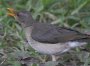 African Thrush AtJcO~