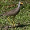 African Wattled Lapwing gTJQ