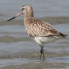 Bar-tailed Godwit \nVVM