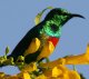 Beautiful Sunbird EcNVIiK^CE`E