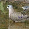 Black-billed Wood Dove nVOAItog