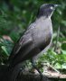 Black-cap Babbler YOu`h