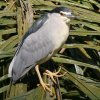 Black-crowned Night Heron SCTM