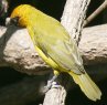 Black-necked Weaver mhOn^I