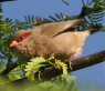 Black-rumped Waxbill JGf`E