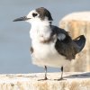 Black Tern nVONnAWTV