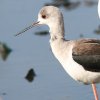 Black-winged Stilt ZC^JVM