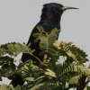 Black Wood-Hoopoe NcKV