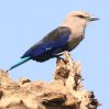 Blue-bellied Roller AInjVub|E\E