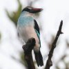 Blue-breasted Kingfisher AIlVEr