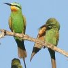 Blue-cheeked Bee-Eater zIn`NC