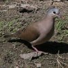 Blue-spotted Wood Dove@AItog