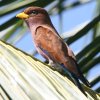 Broad-billed Roller AtJub|E\E