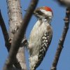 Brown-backed Woodpecker nCr^CQ
