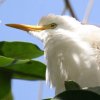 Cattle Egret A}TM