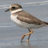 Common Ringed Plover nWR`h