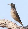 Common Rock-Thrush RVWC\qh