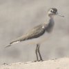 Common Sandpiper C\VM