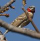 Cut-throat Finch CbRE`E