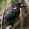 Giant Kingfisher Ij}Z~