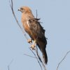 Grasshopper Buzzard AtJTVo