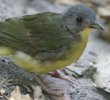 Grey-headed Bristlebill nCKVqQqh