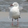 Grey-headed Gull YAIJ