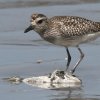 Grey Plover _C[