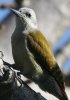 Grey Woodpecker nCCQ