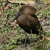 Hamerkop VNh