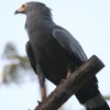 African Harrier Hawk `Eq_J