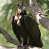 Hooded Vulture YLnQV