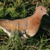 Laughing Dove Cog