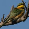 Little Bee-Eater qn`NC