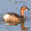 Little Grebe JCcu