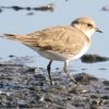 Little Ringed Plover R`h