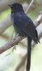 Nothern Black Flycatcher Nq^L