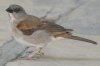 Nothern Grey-headed Sparrow nCKVXY