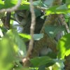 Nothern White-faced Owl AtJIIRmnYN