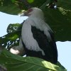 Palm-nut Vulture VnQV