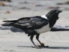 Pied Crow iWKX