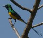 Pygmy Sunbird LoRoV^CE`E