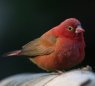 Red-billed Firefinch REMN`E