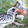 Red-billed Hornbill@AJnVRTC`E