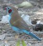 Red-Cheeked Cordon-bleu ZCL`E