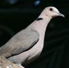 Red-eyed Dove AJWYJPog