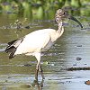 Sacred Ibis AtJNgL