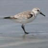 Sanderling ~rVM